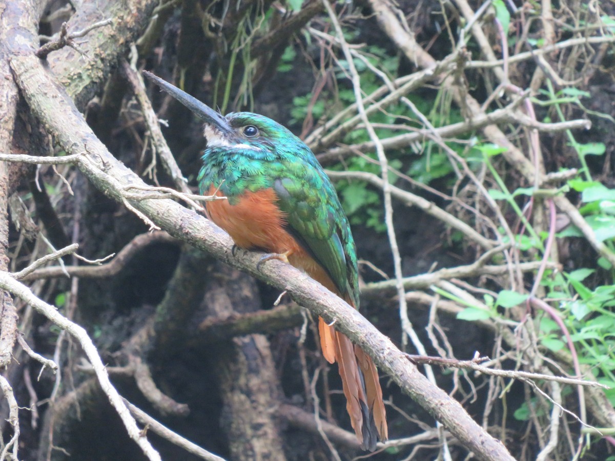 Rufous-tailed Jacamar - ML638299905