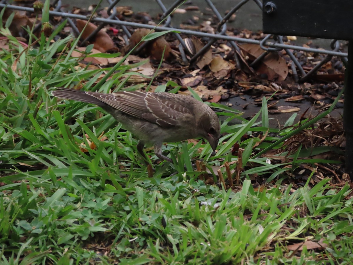Brown-headed Cowbird - ML638299910