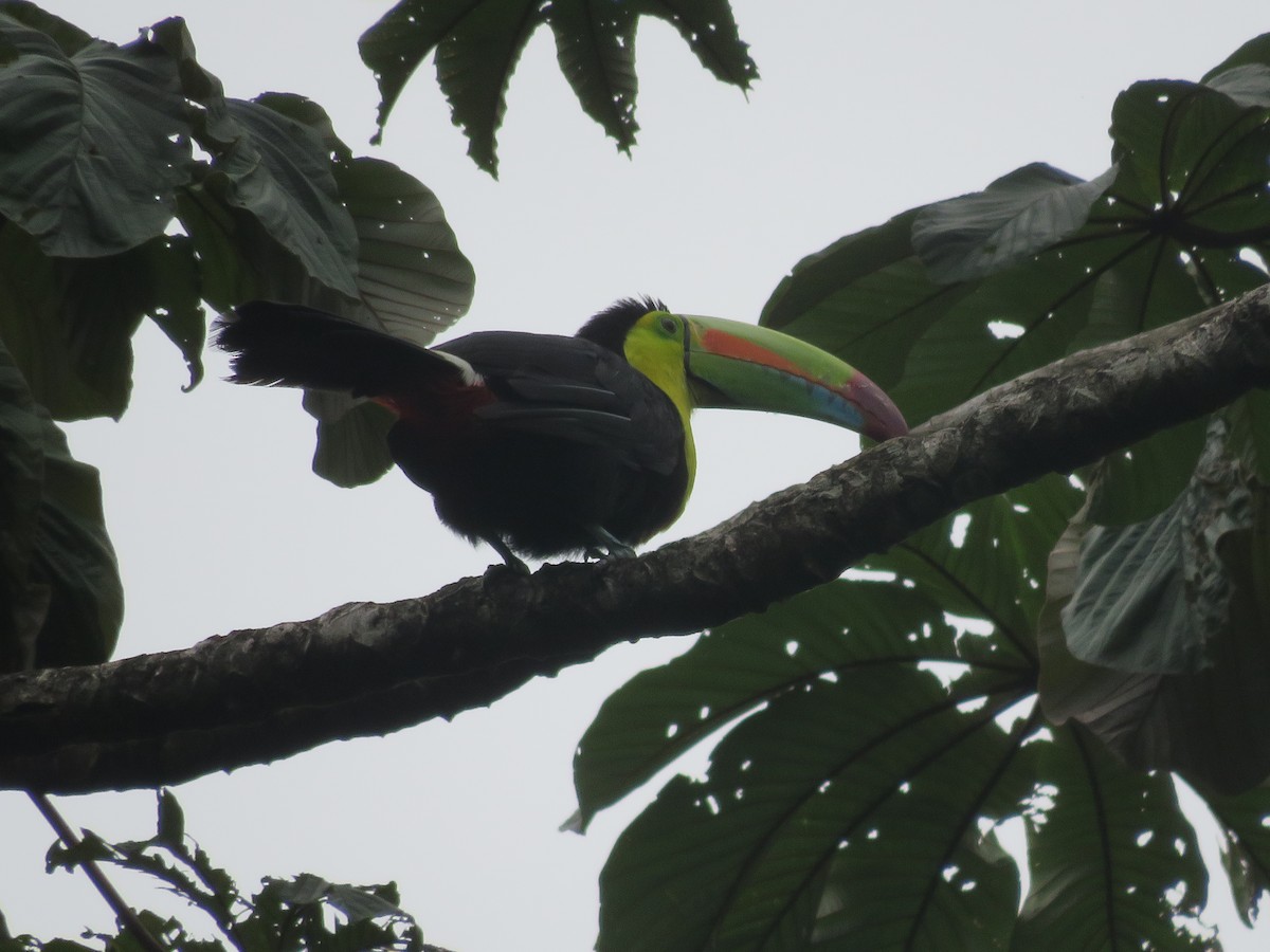 Keel-billed Toucan - ML638299915