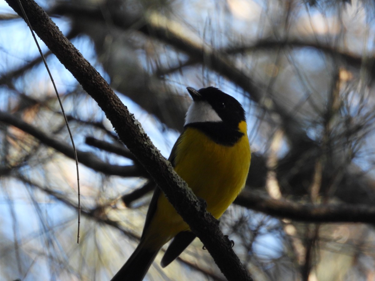 Golden Whistler - ML638299916