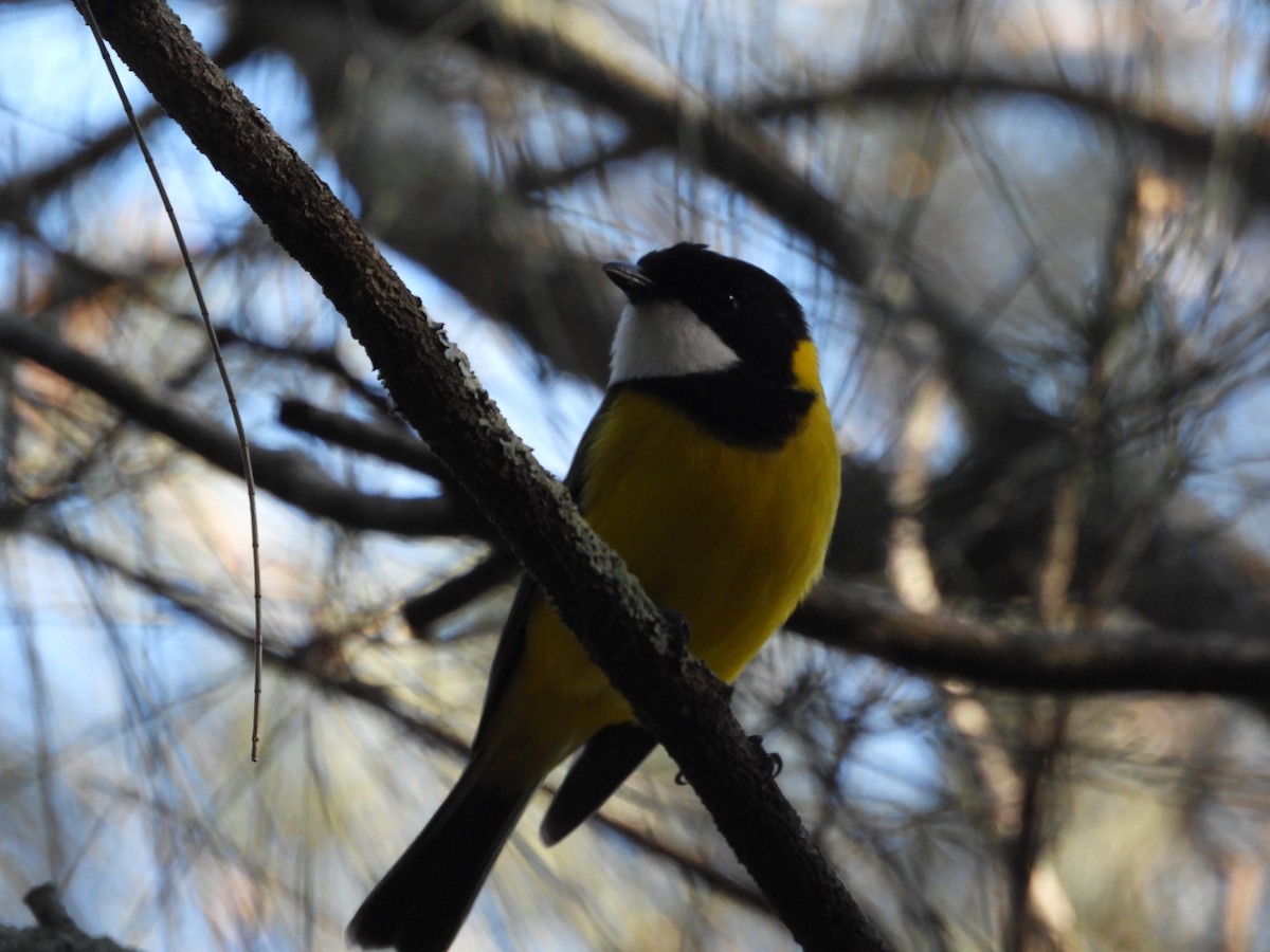 Golden Whistler - ML638299917