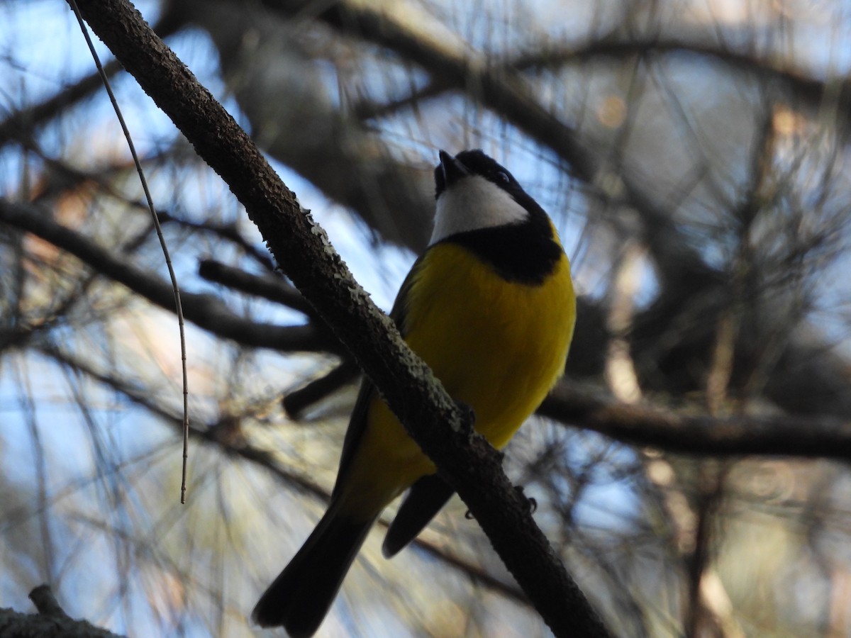 Golden Whistler - ML638299918