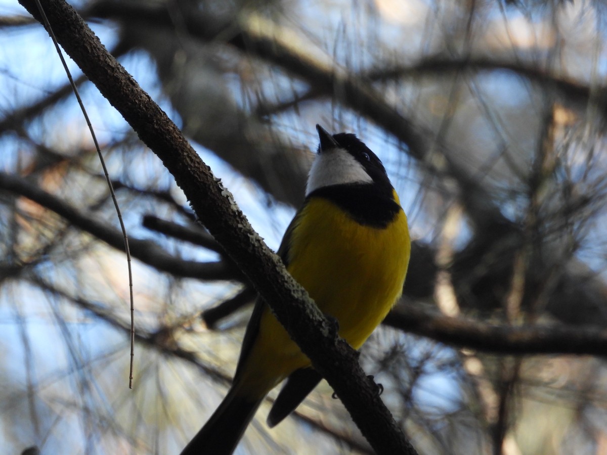 Golden Whistler - ML638299920