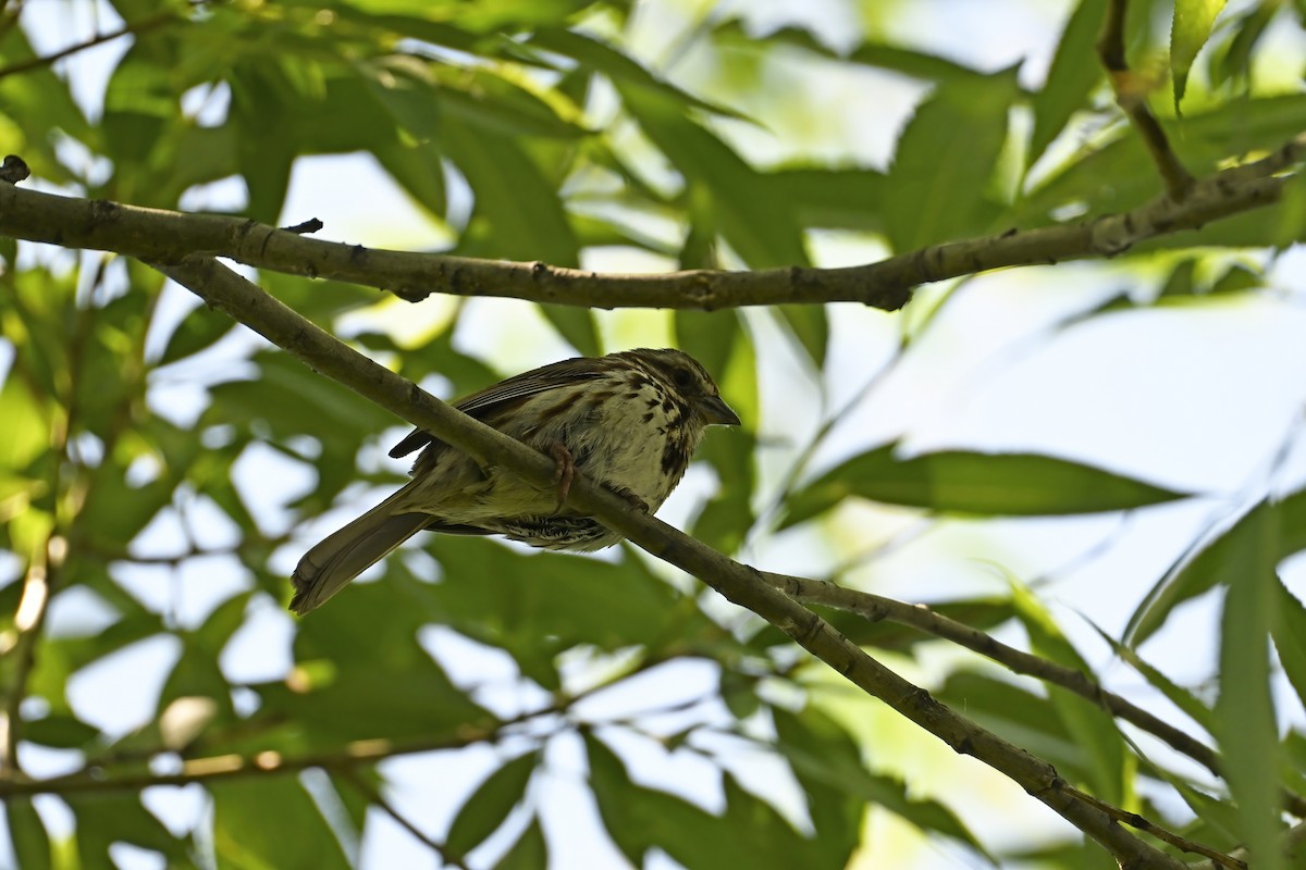 Song Sparrow - ML638299923