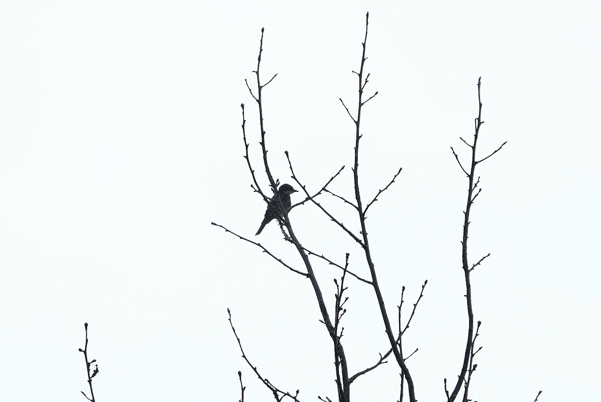 Eastern Kingbird - ML638299924