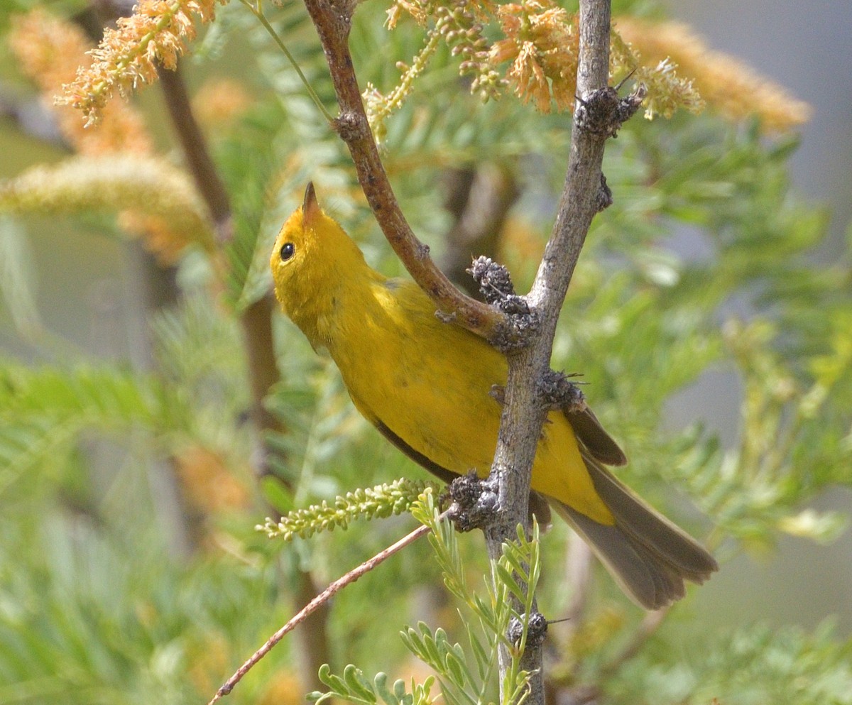 Wilson's Warbler - ML638299925