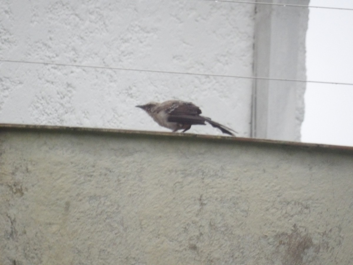 Tropical Mockingbird (Southern) - ML638299927