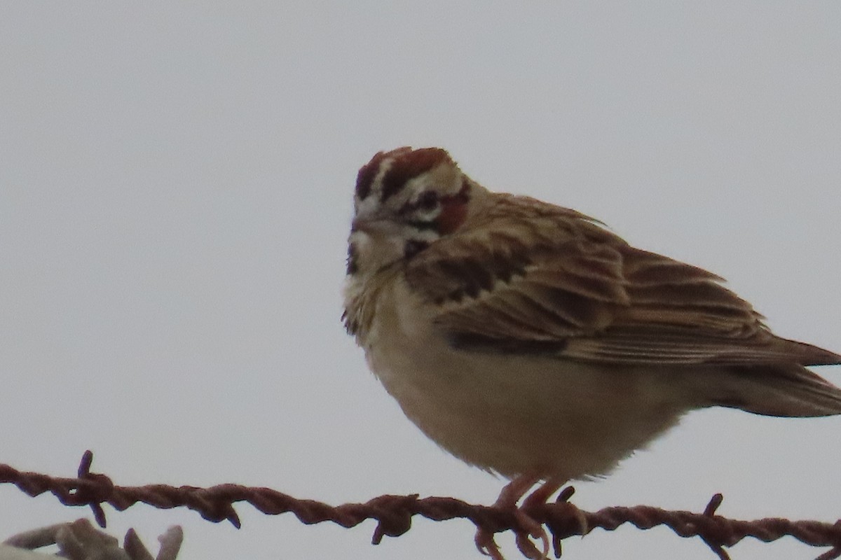 Lark Sparrow - ML638299928
