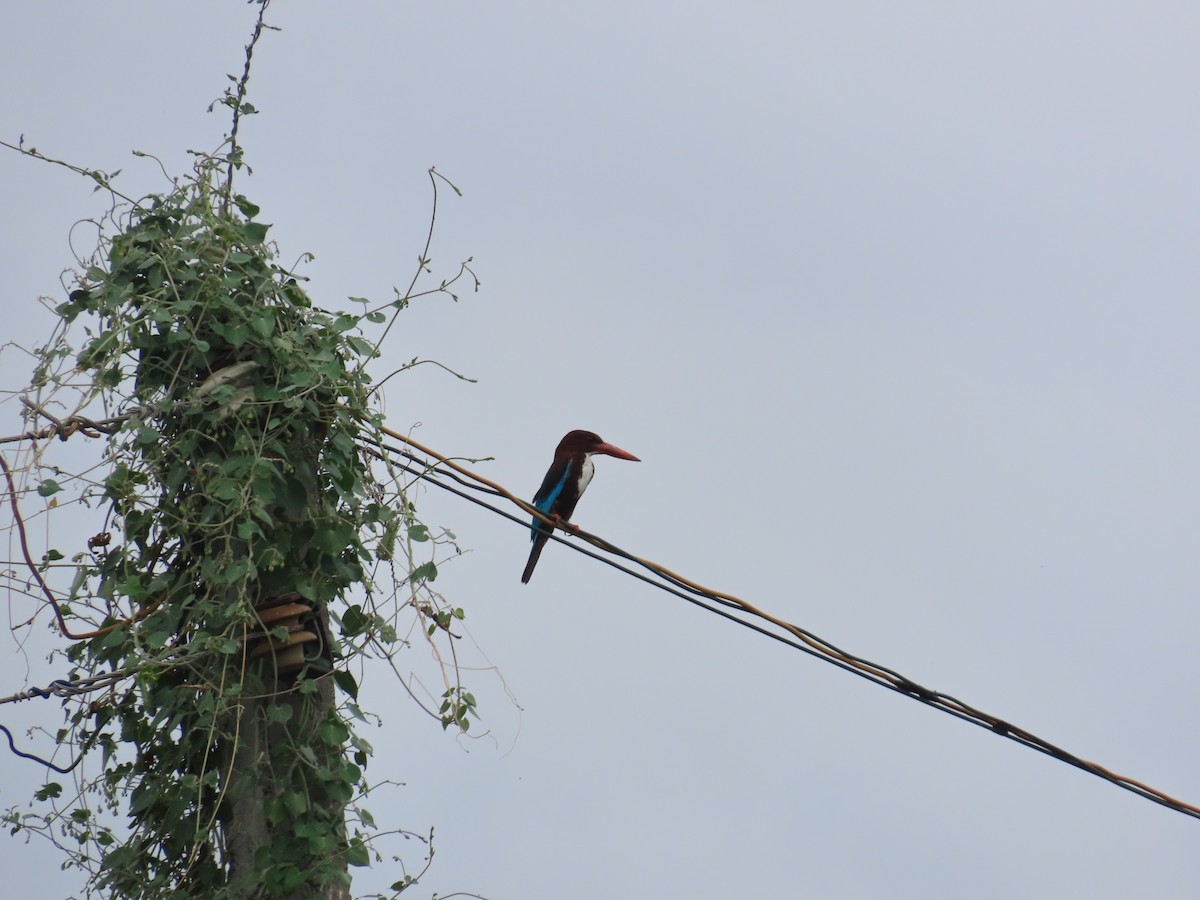 White-throated Kingfisher - ML638299934