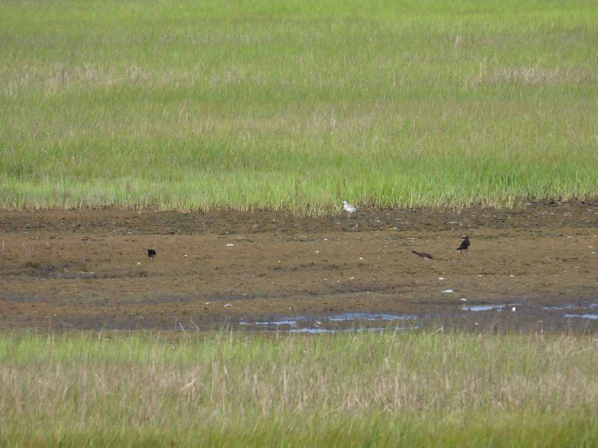 Black-bellied Plover - ML638299936