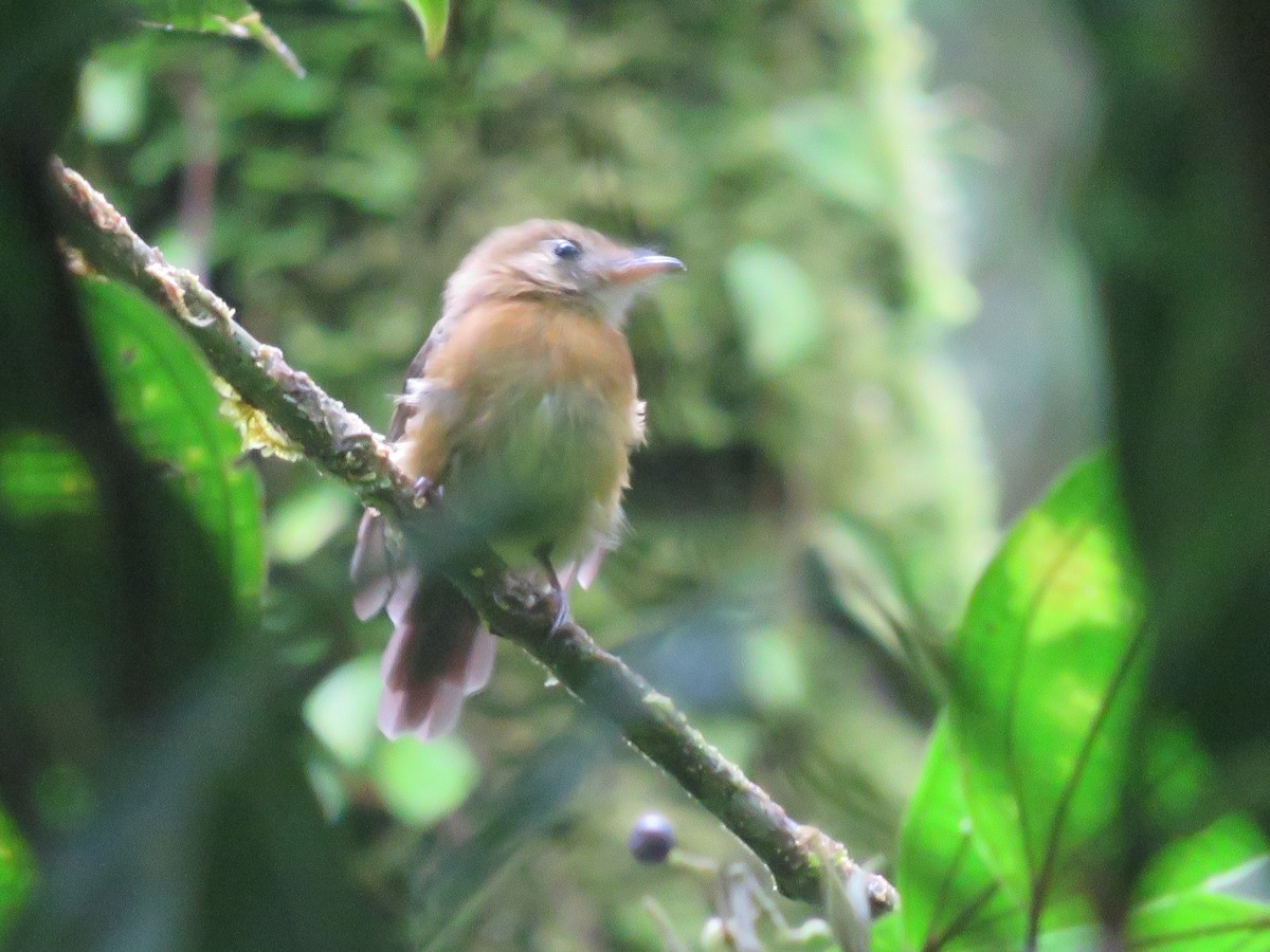 Ruddy-tailed Flycatcher - ML638299937