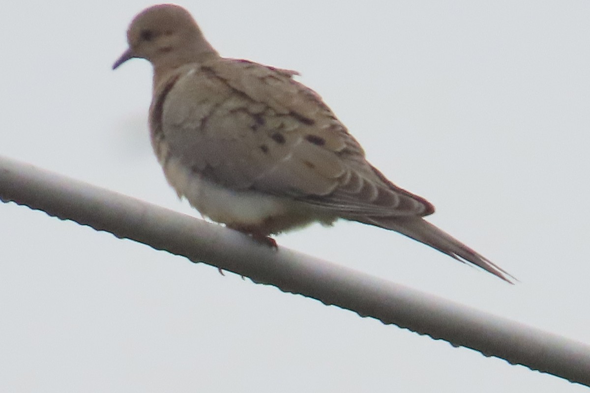 Mourning Dove - ML638299938