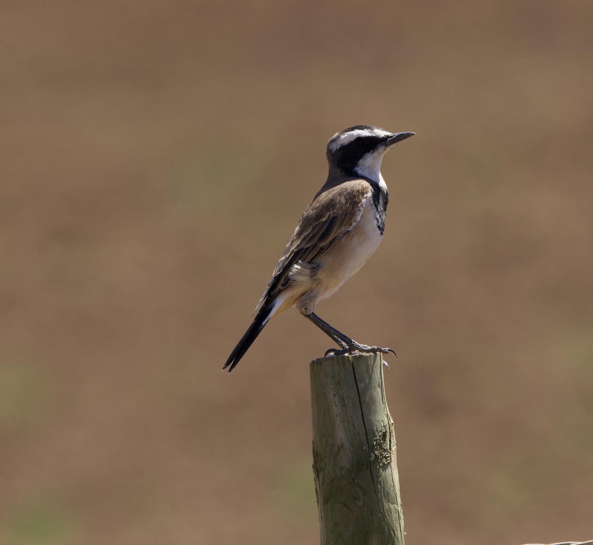 Capped Wheatear - ML638299939