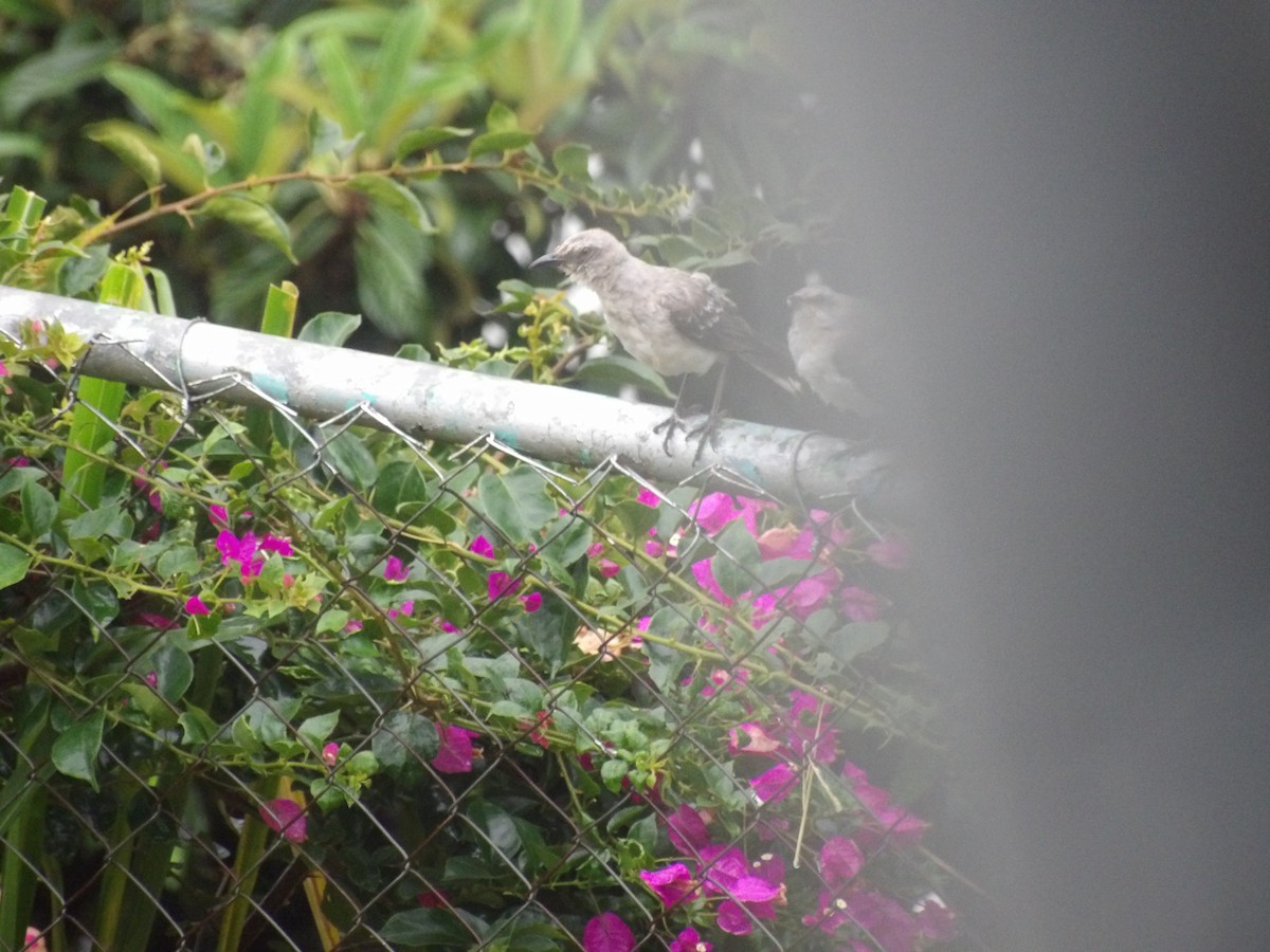 Tropical Mockingbird (Southern) - ML638299941