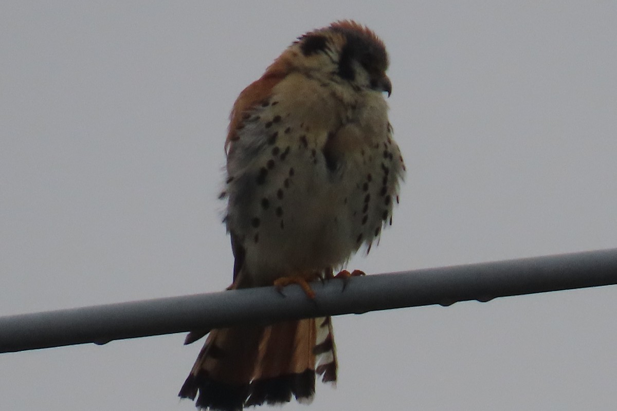 American Kestrel - ML638299942