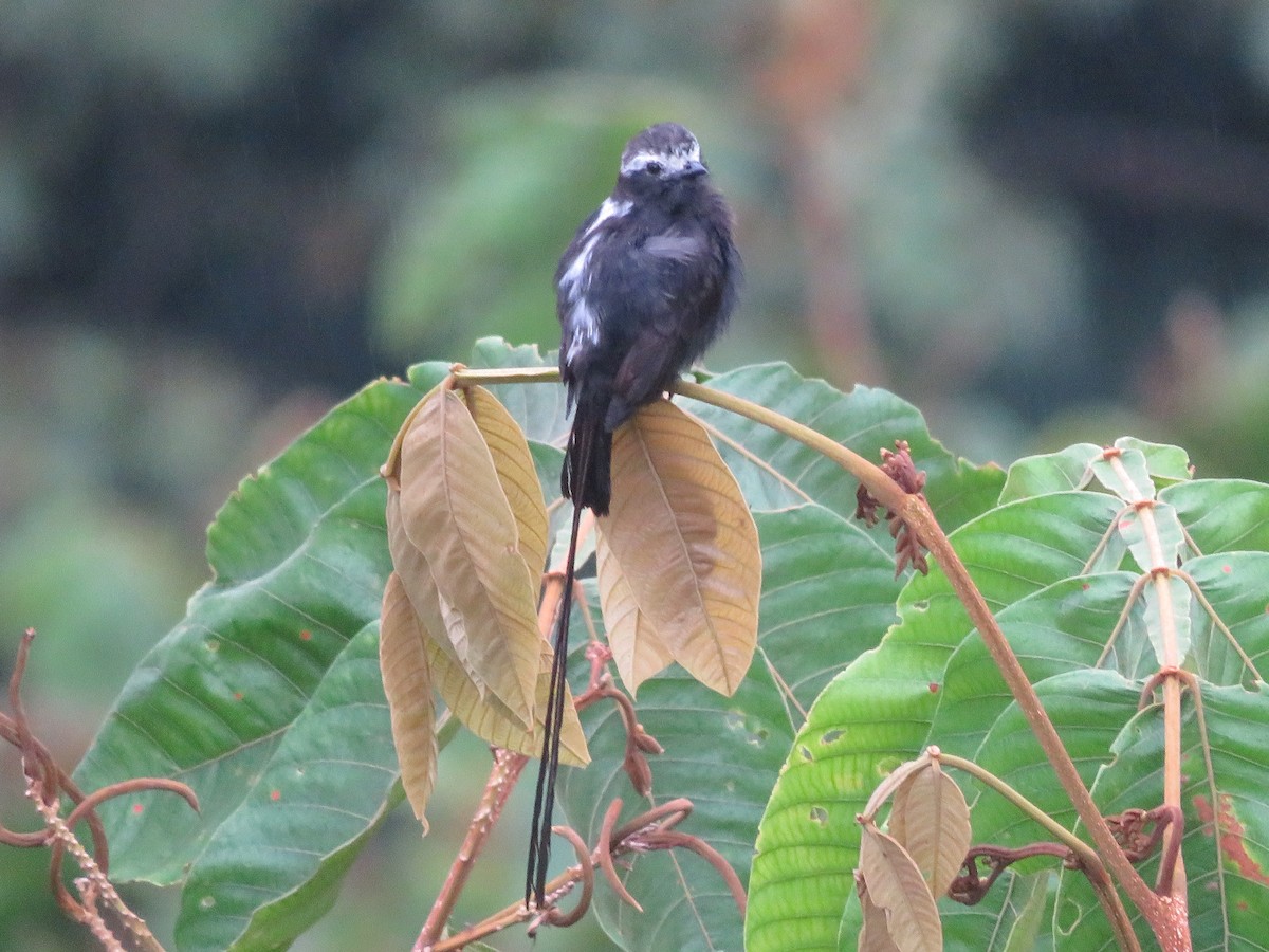 Long-tailed Tyrant - ML638299944