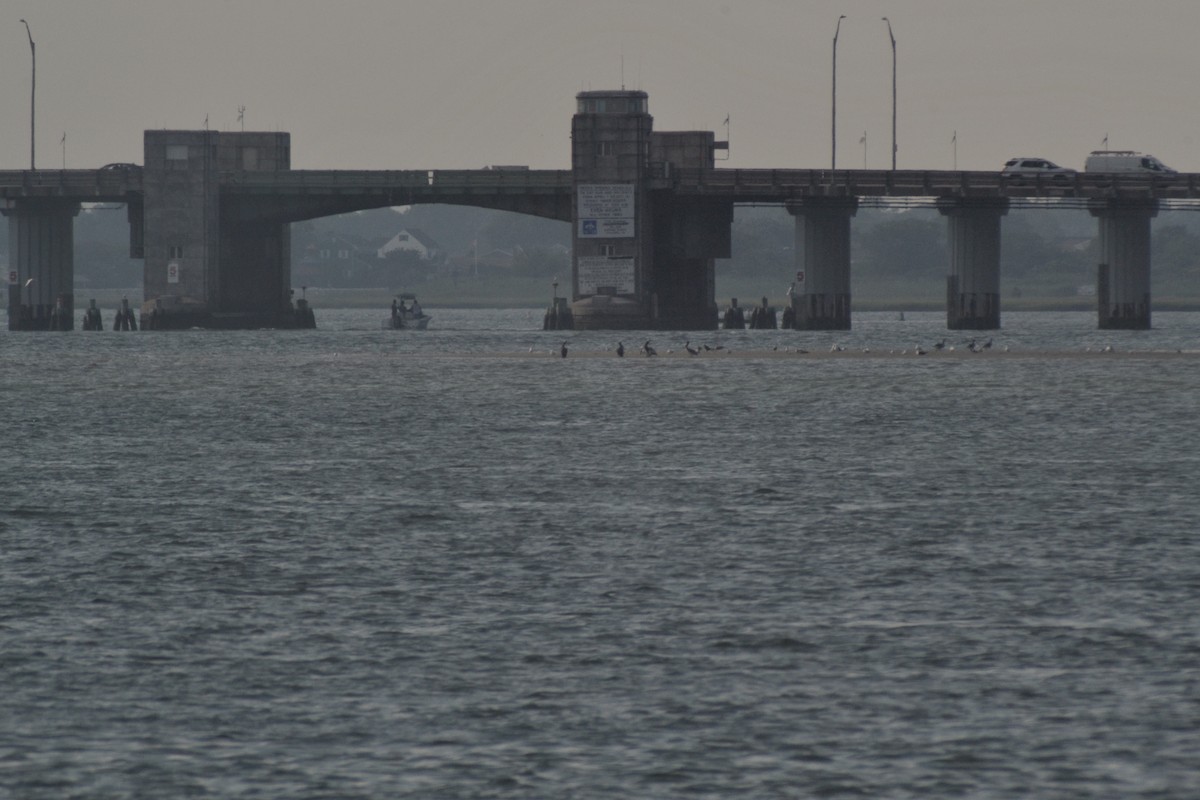 Brown Pelican - ML638299945