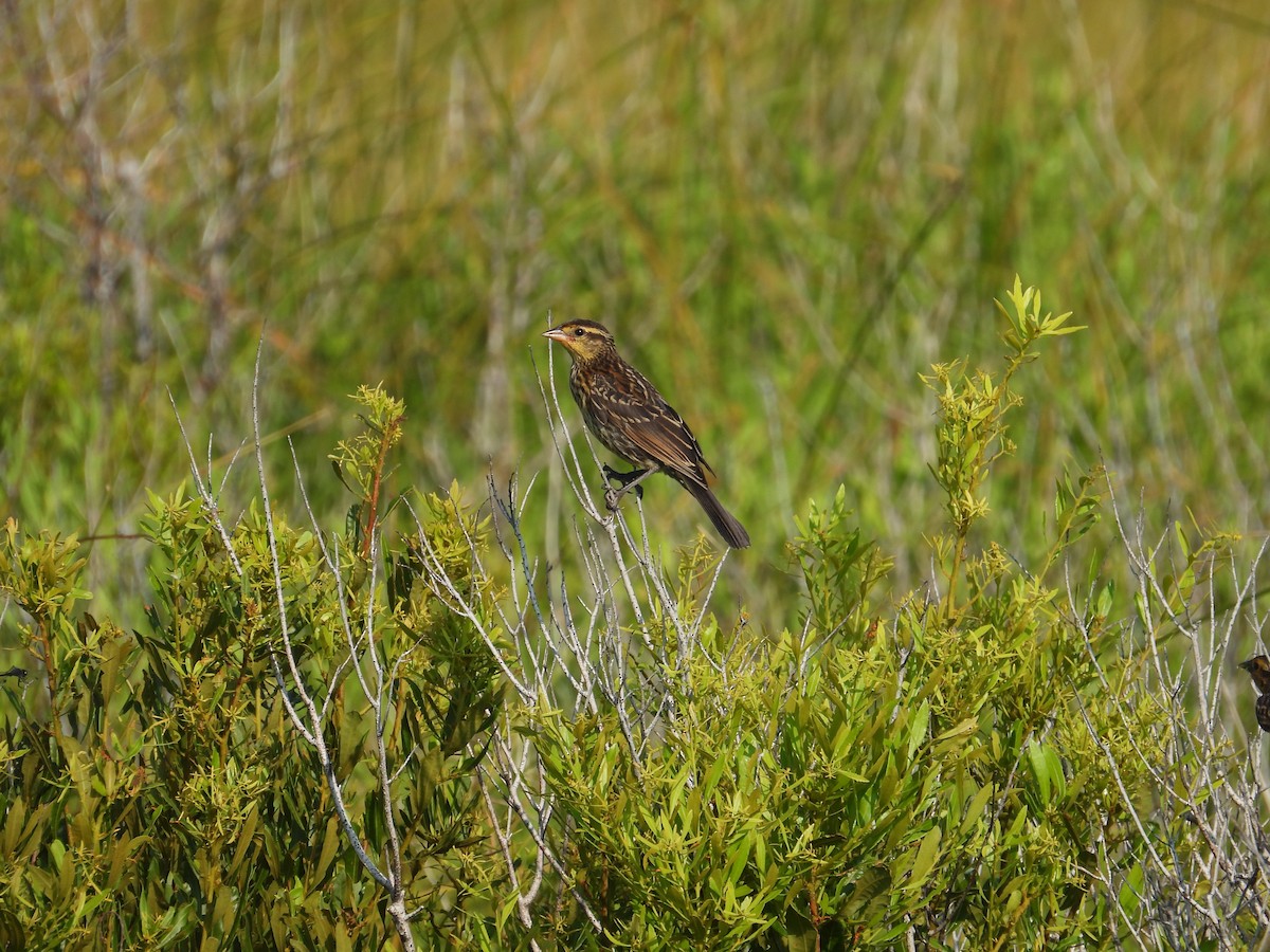 Red-winged Blackbird - ML638299948