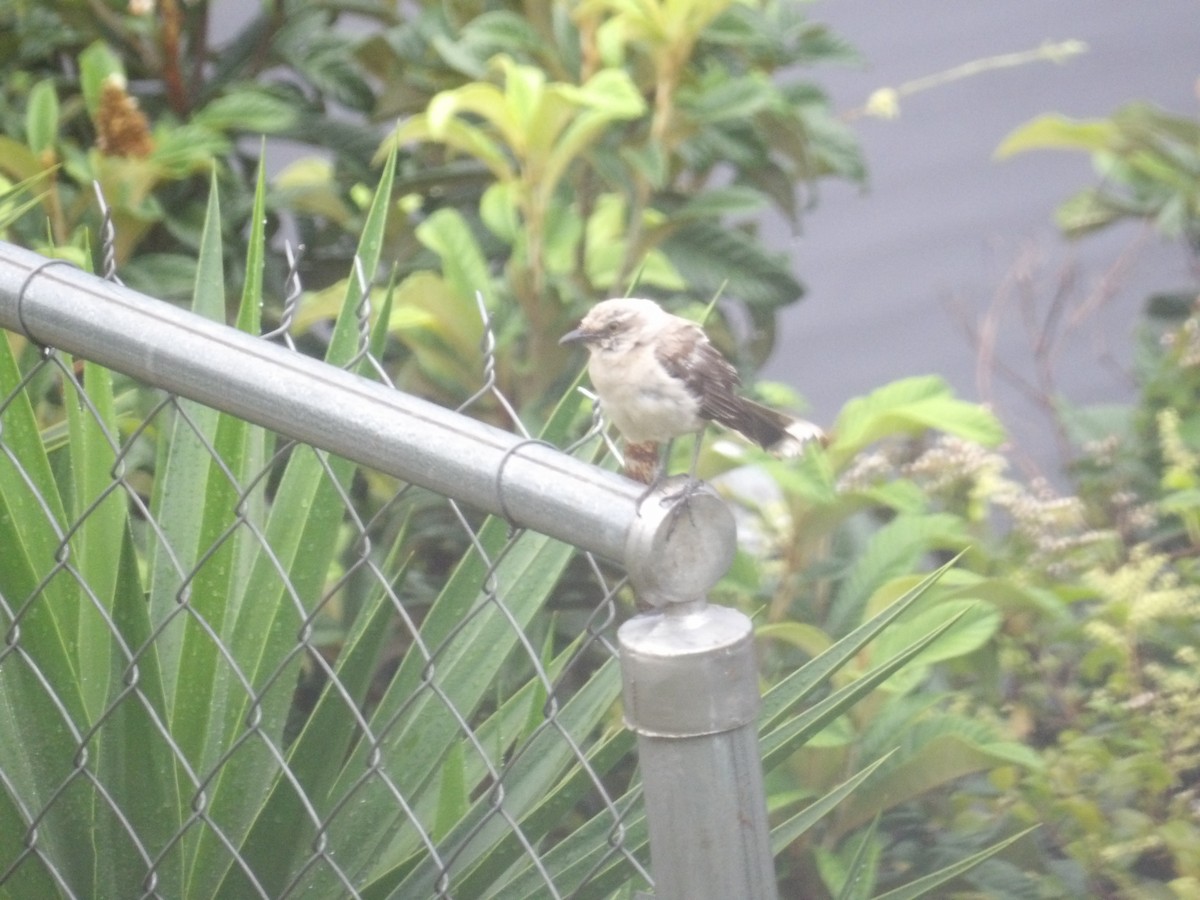 Tropical Mockingbird (Southern) - ML638299949