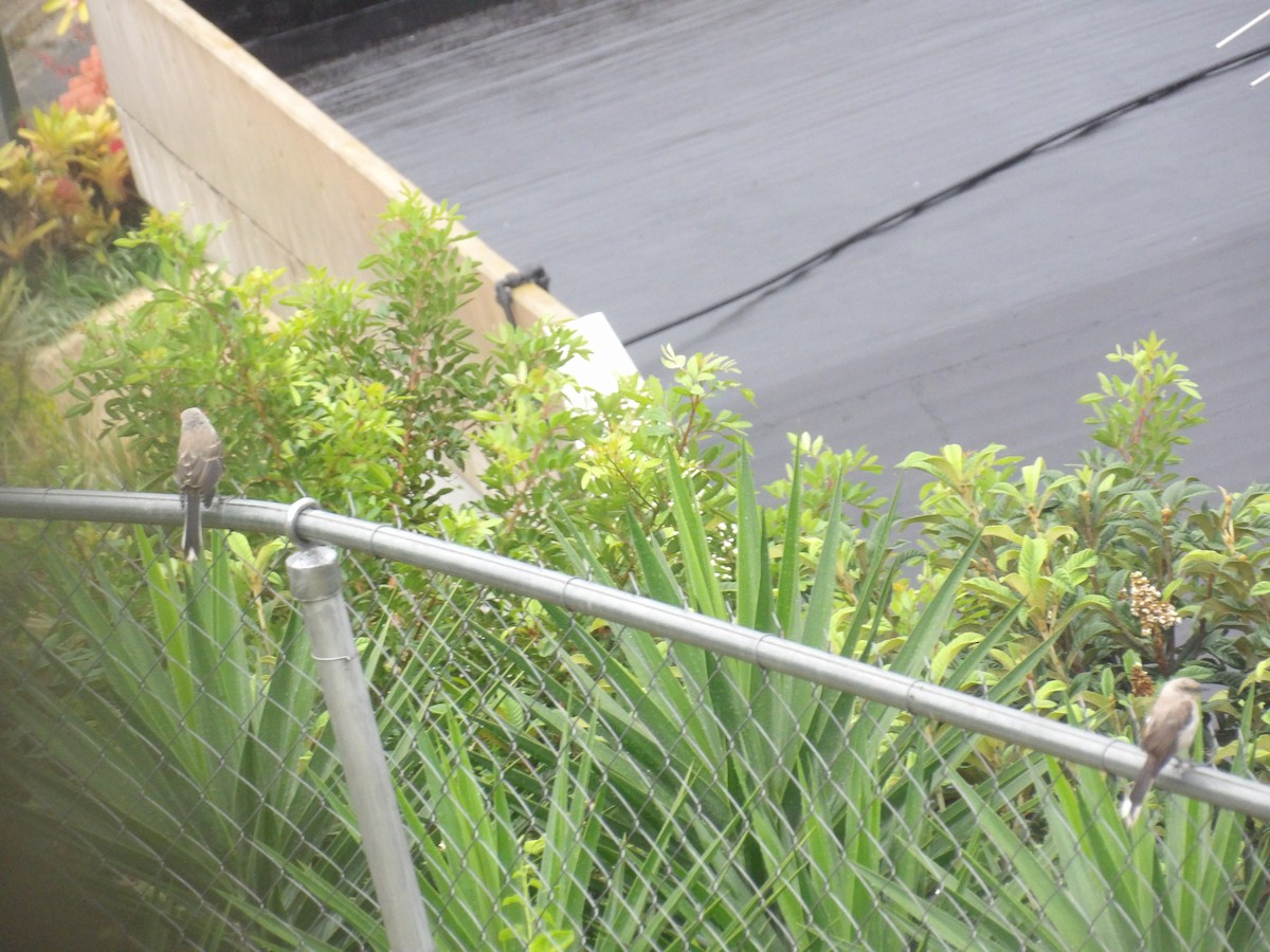 Tropical Mockingbird (Southern) - ML638299950