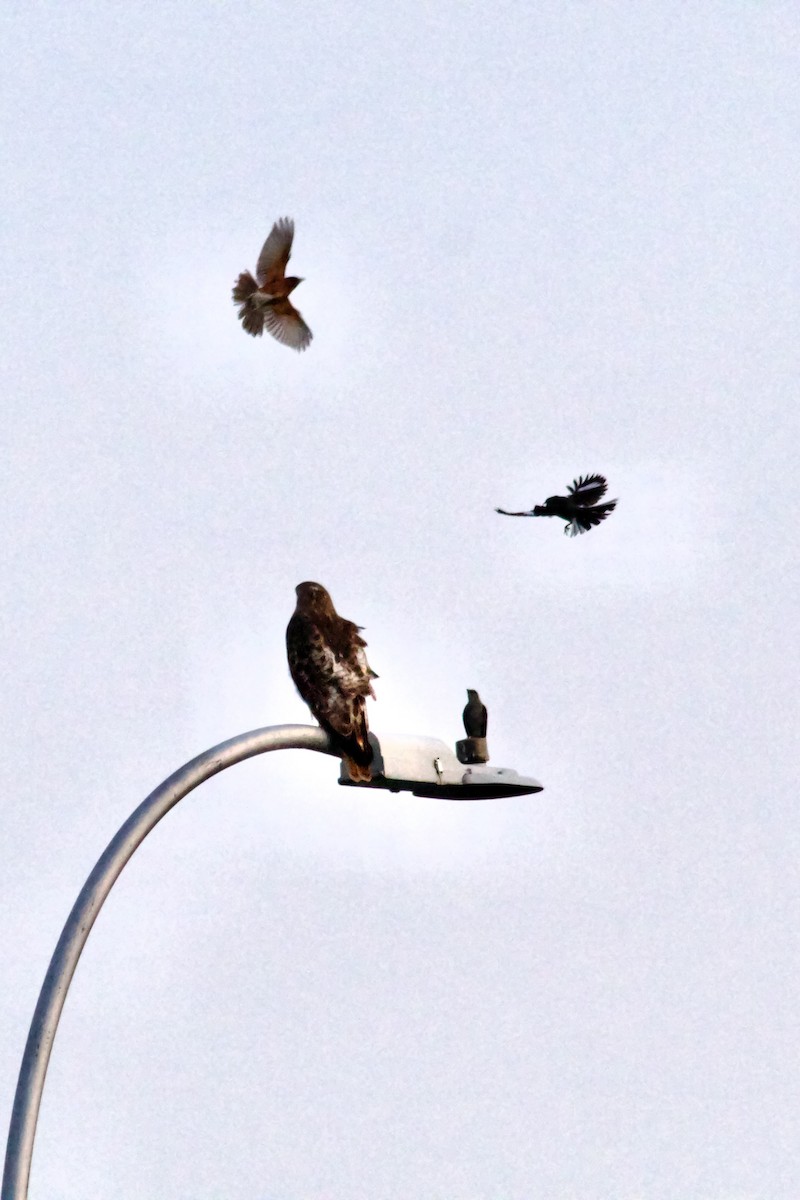 Red-tailed Hawk - ML638299960