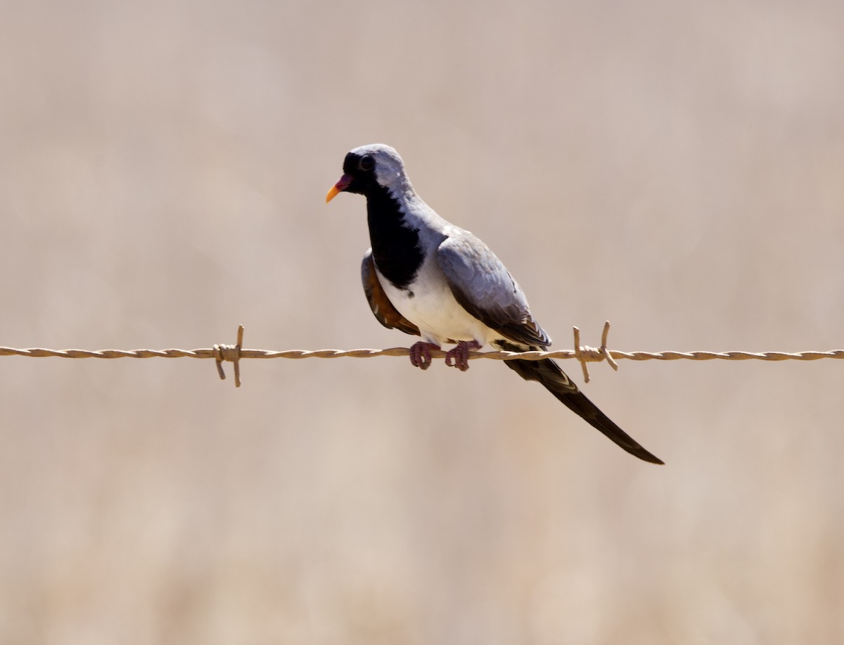 Namaqua Dove - ML638299965