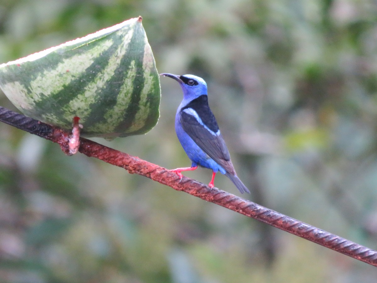Red-legged Honeycreeper - ML638299969