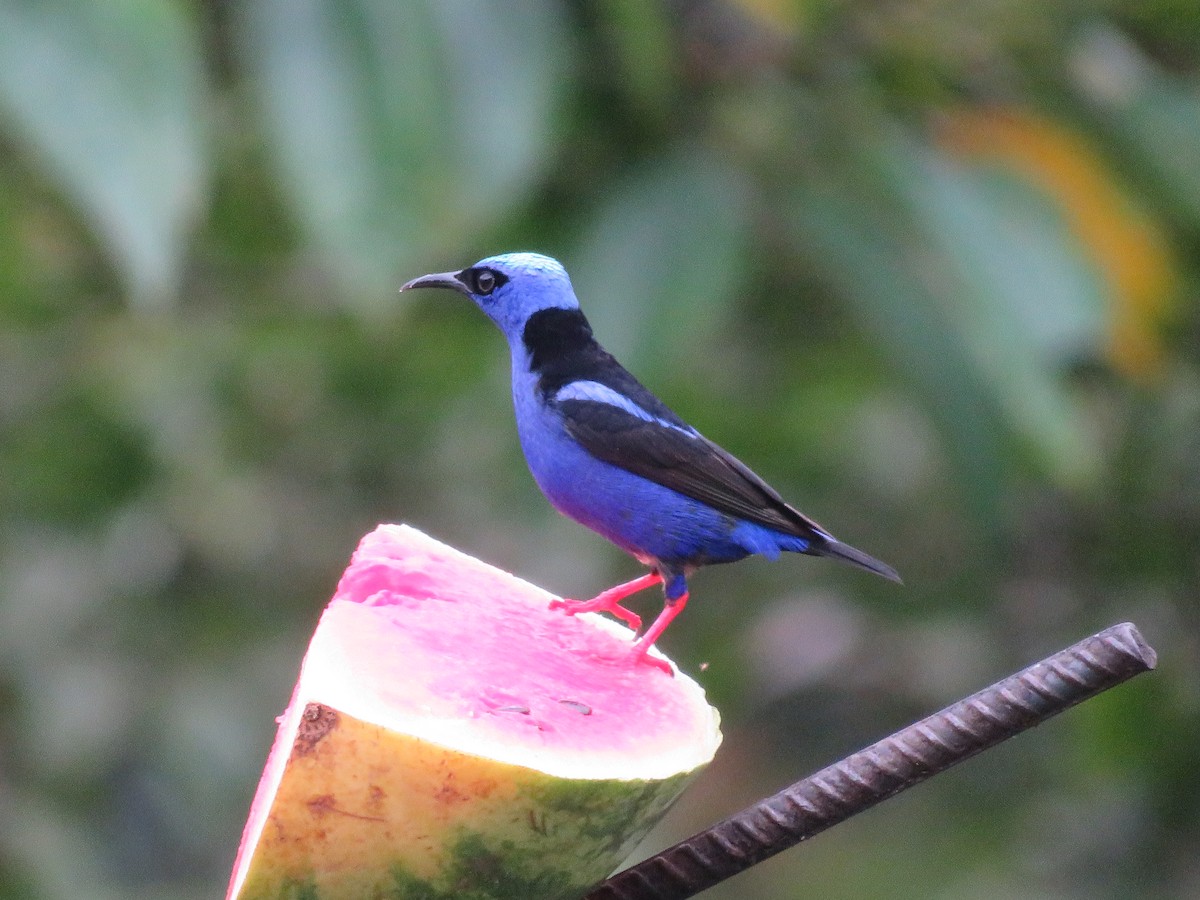 Red-legged Honeycreeper - ML638299970
