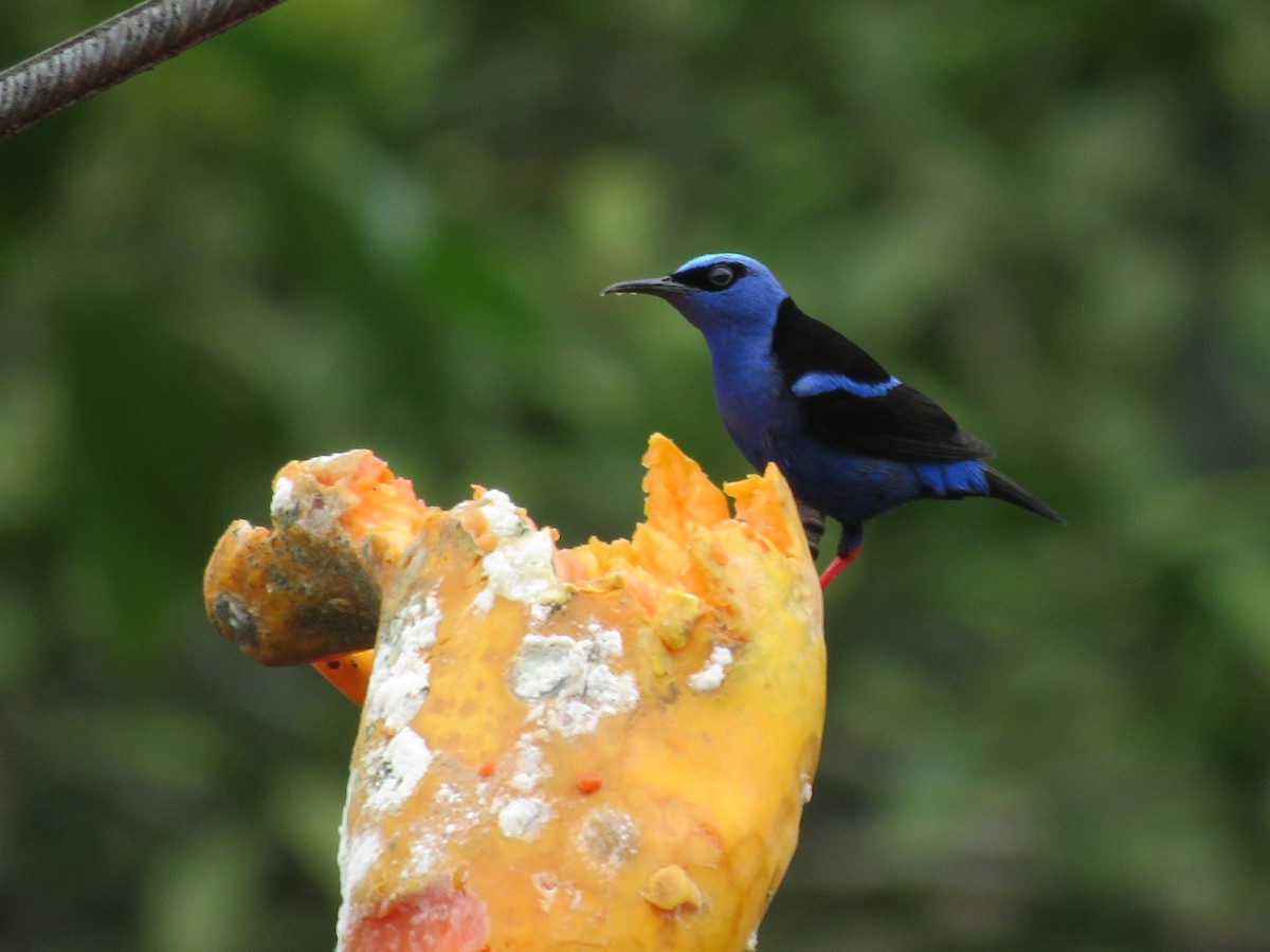 Red-legged Honeycreeper - ML638299972
