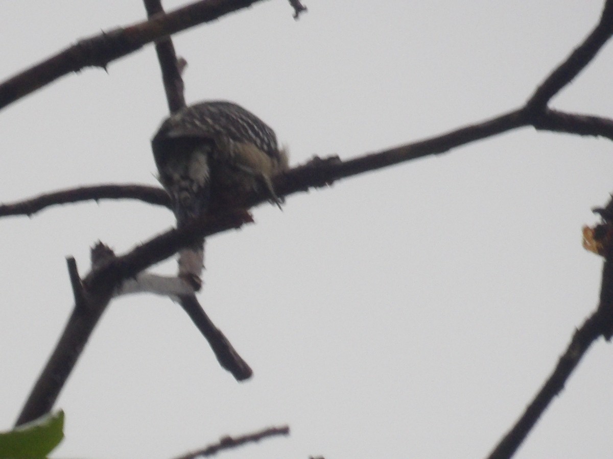 Red-crowned Woodpecker - ML638299974
