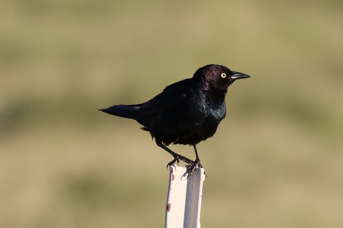 Brewer's Blackbird - ML638299982