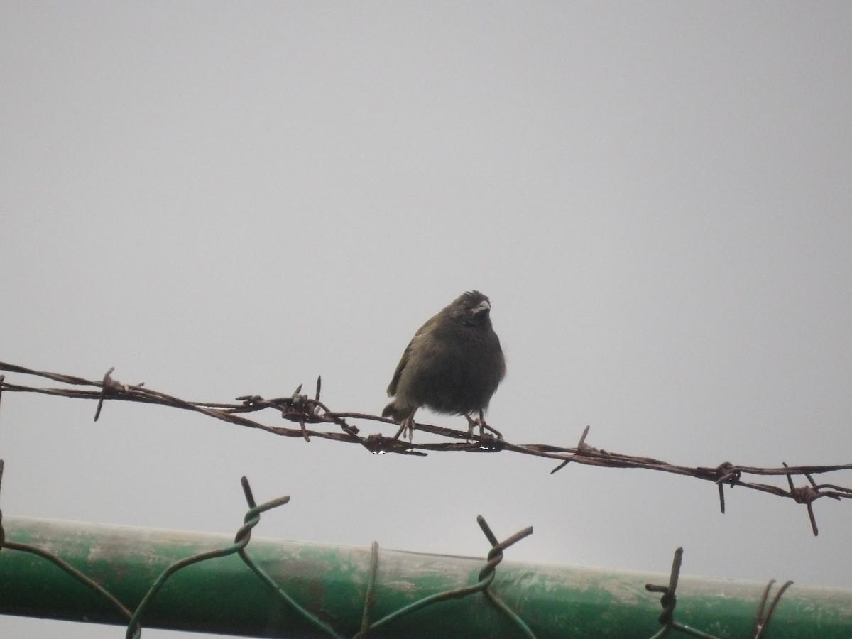 Black-faced Grassquit - ML638299984