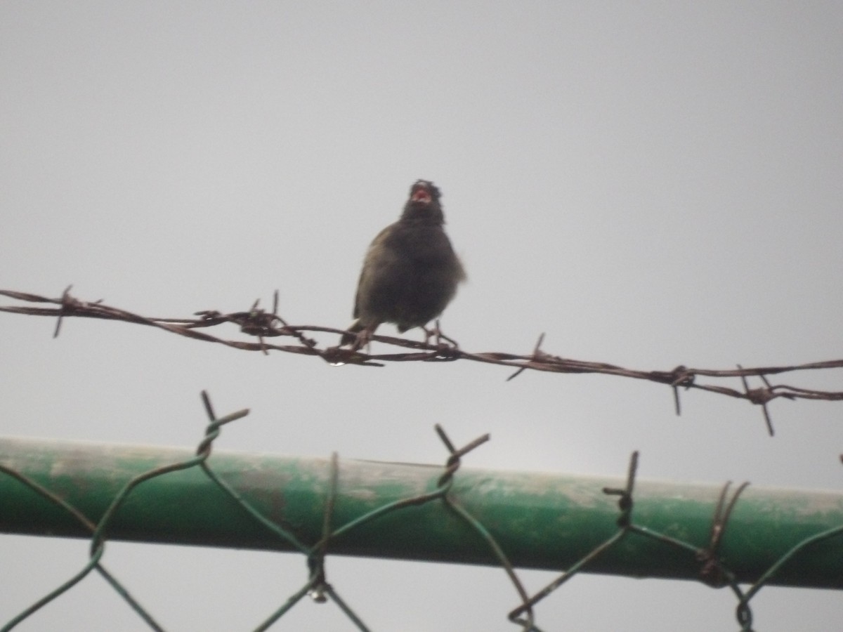 Black-faced Grassquit - ML638299989