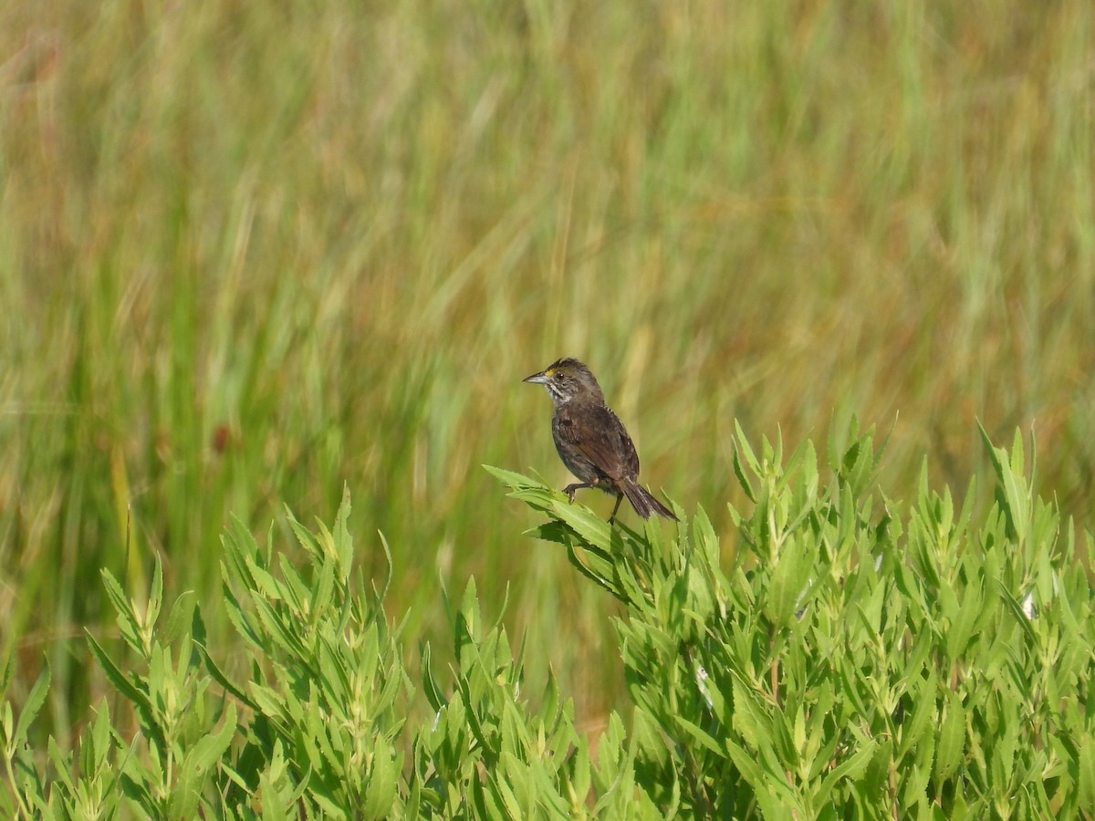 Seaside Sparrow - ML638299994