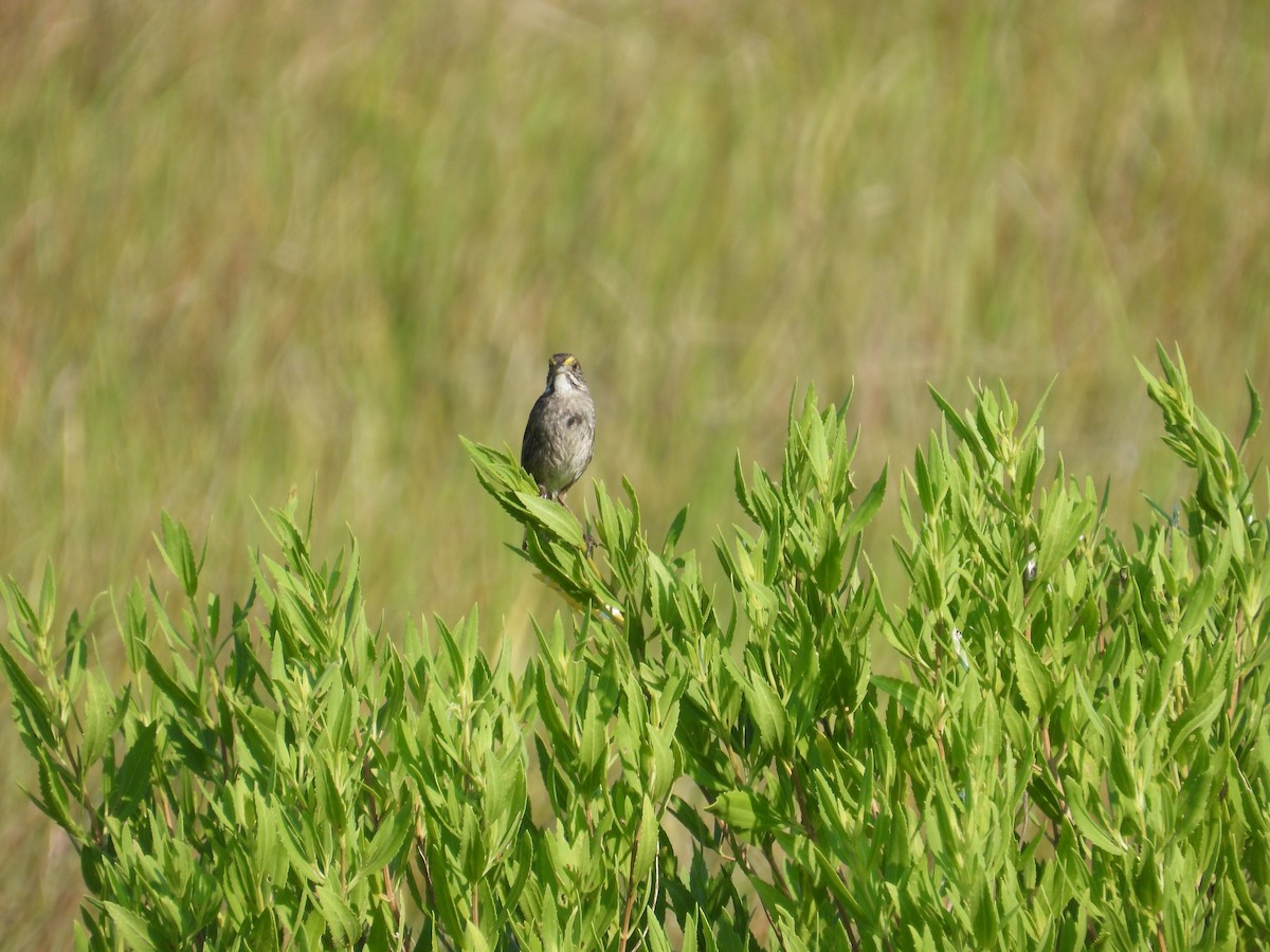 Seaside Sparrow - ML638299995