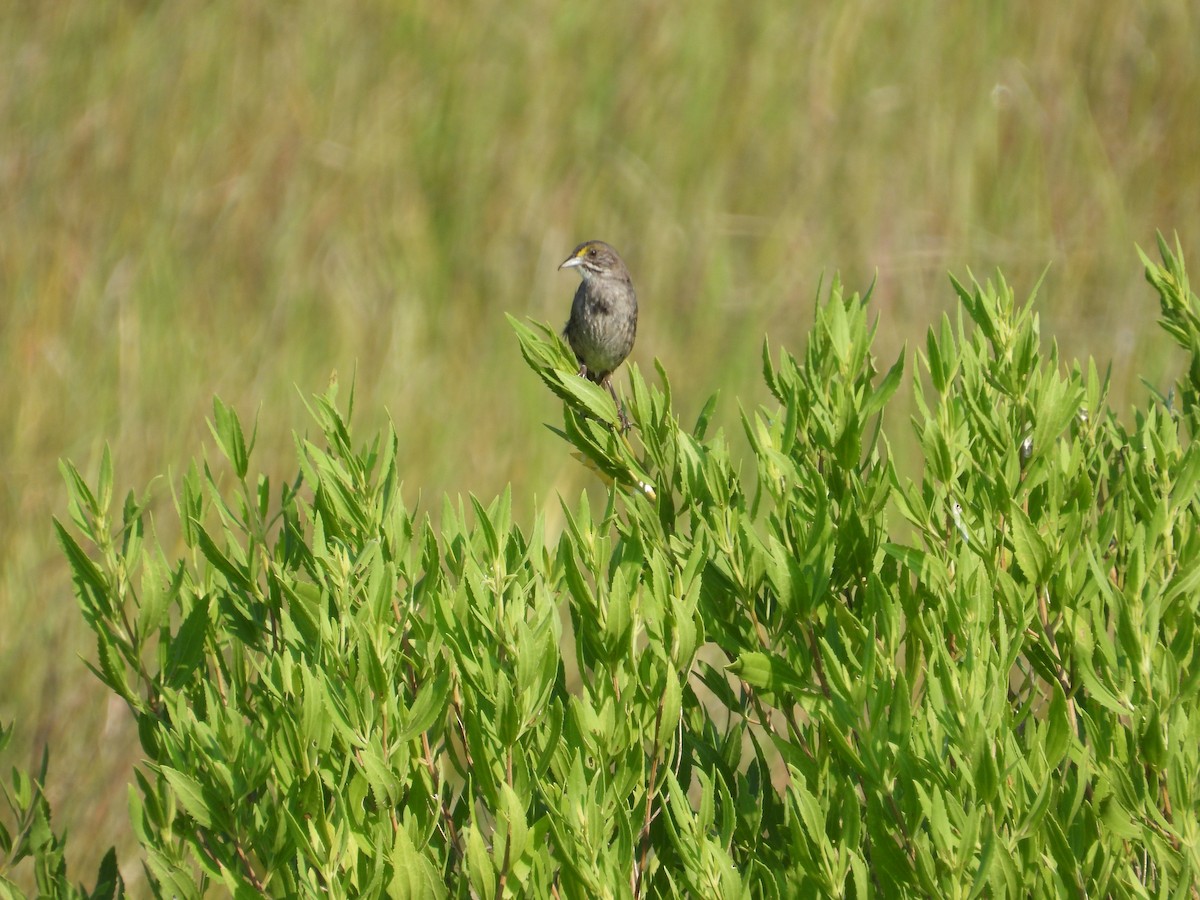 Seaside Sparrow - ML638299996