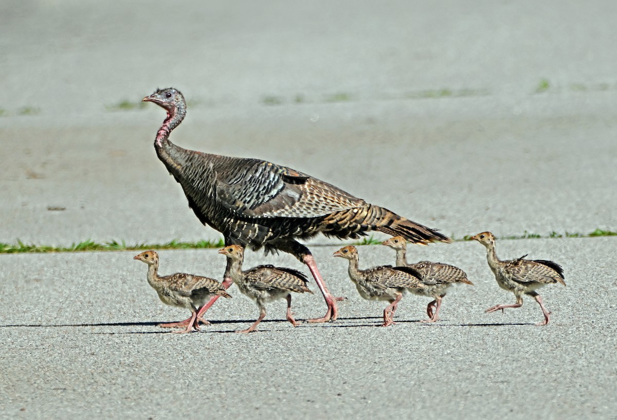 Wild Turkey - ML638299998