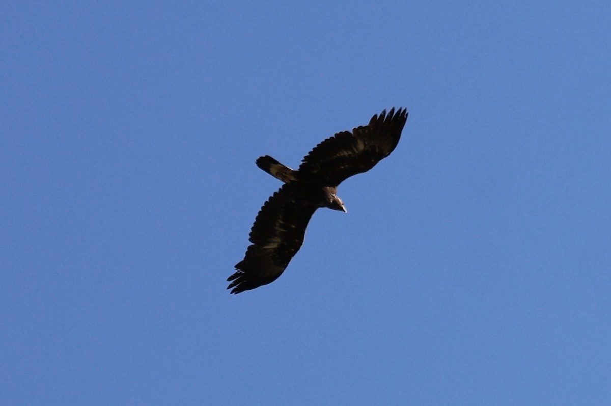 Golden Eagle - ML638300005