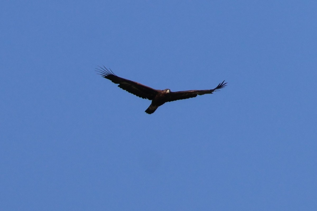 Golden Eagle - ML638300006