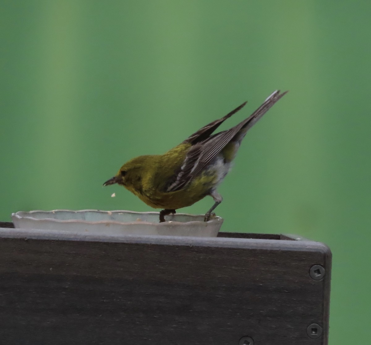 Pine Warbler - ML638300013