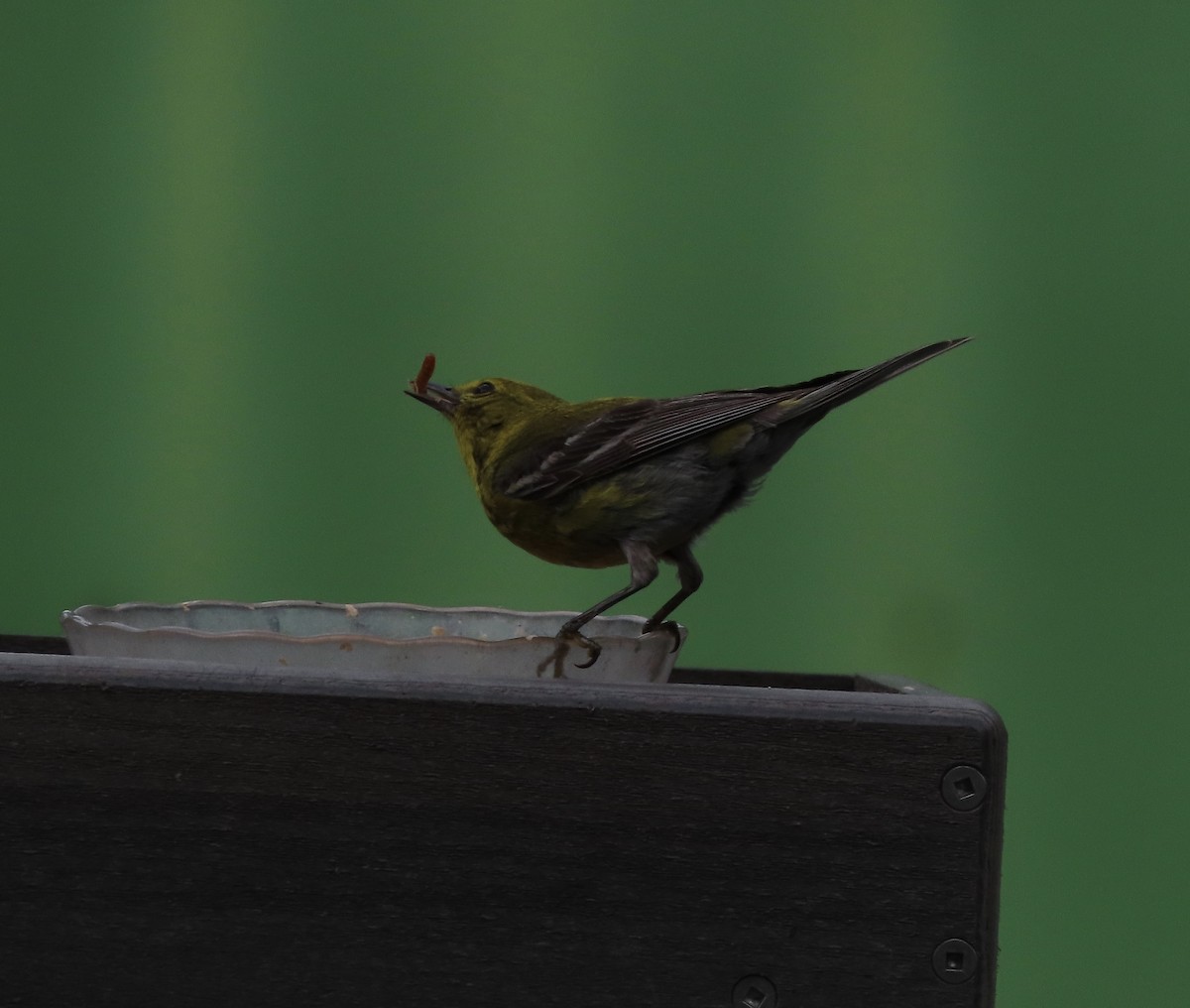 Pine Warbler - ML638300015