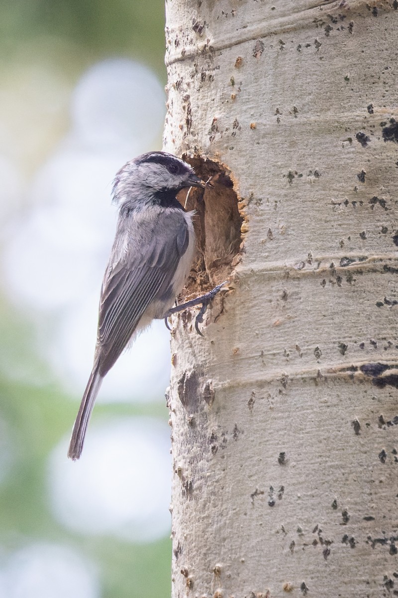 Mountain Chickadee - ML638300021