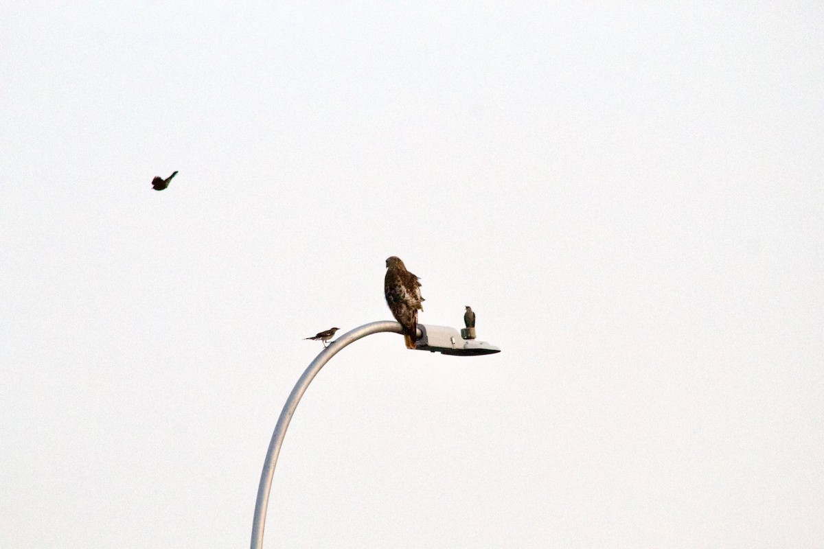 Red-tailed Hawk - ML638300022