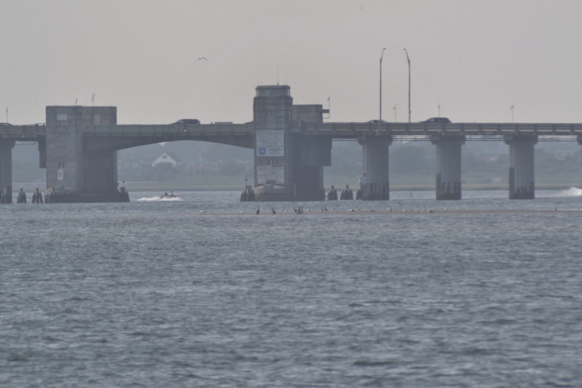 Brown Pelican - ML638300023