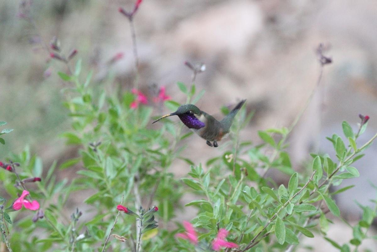 Lucifer Hummingbird - ML638300024
