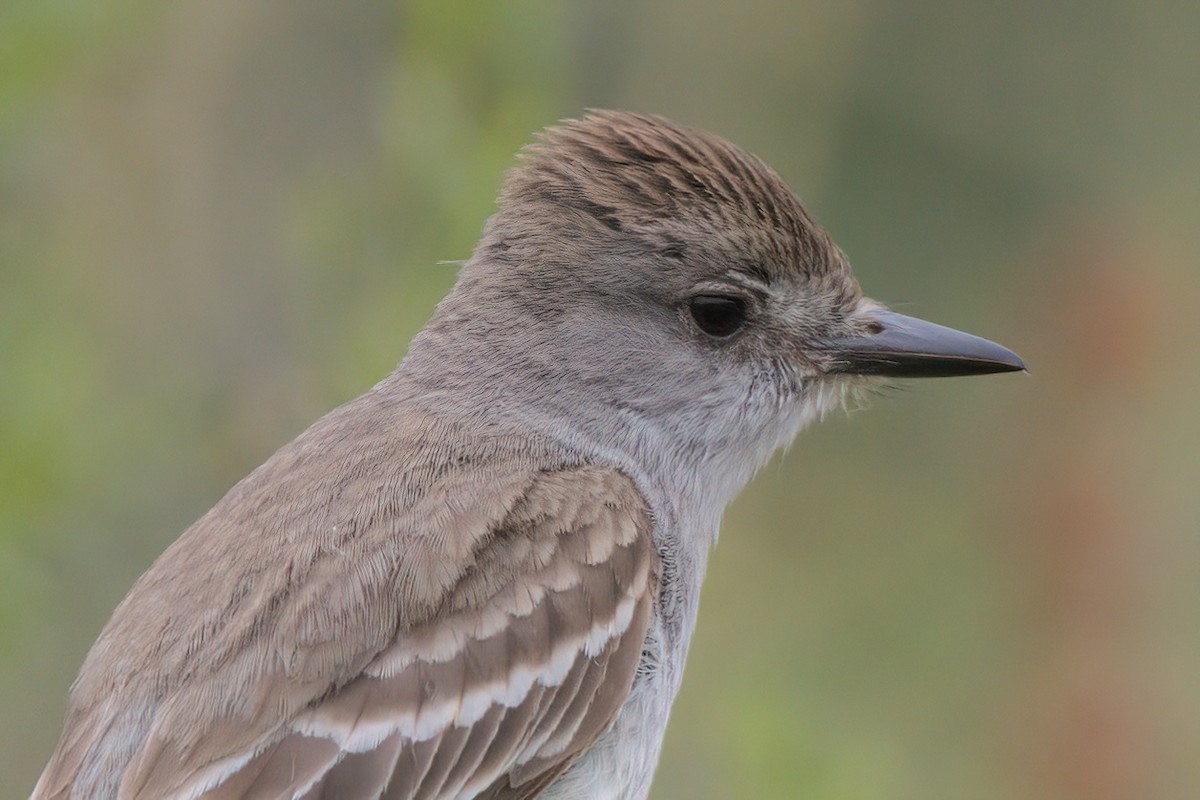 Ash-throated Flycatcher - ML638300026