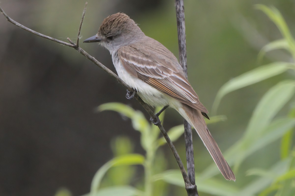 Ash-throated Flycatcher - ML638300027