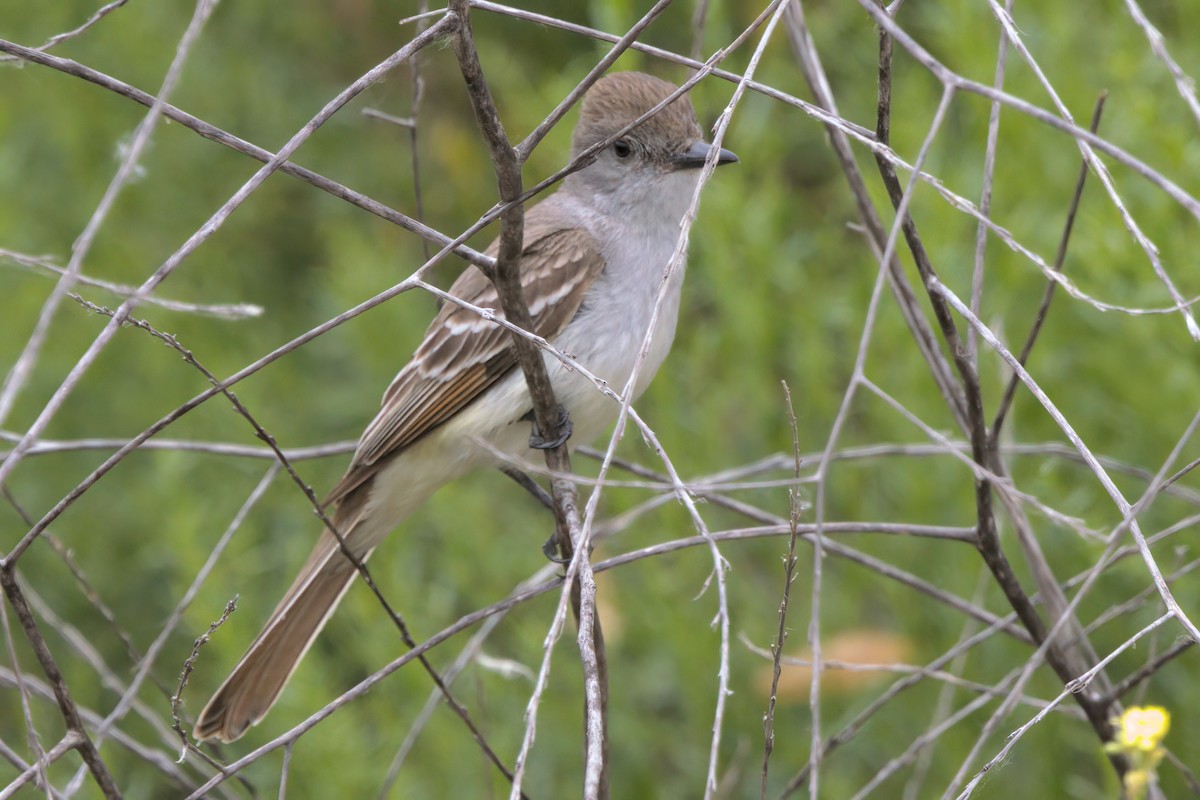 Ash-throated Flycatcher - ML638300029