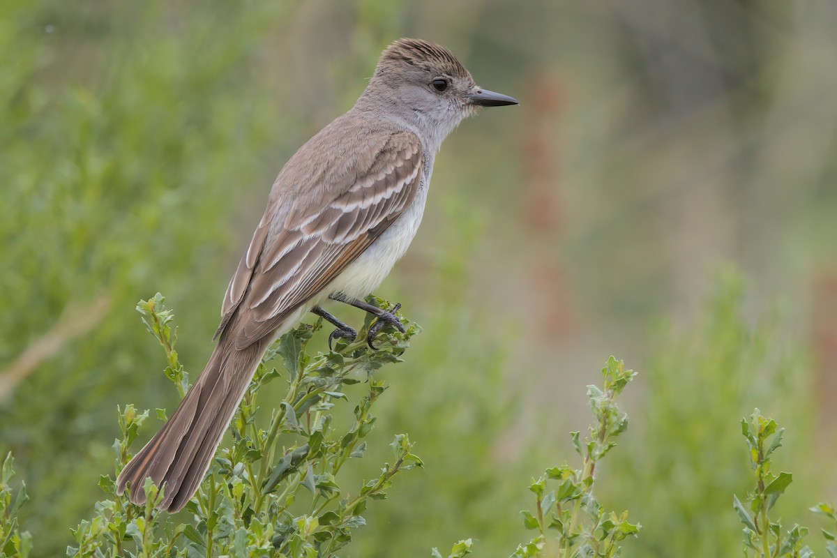 Ash-throated Flycatcher - ML638300030