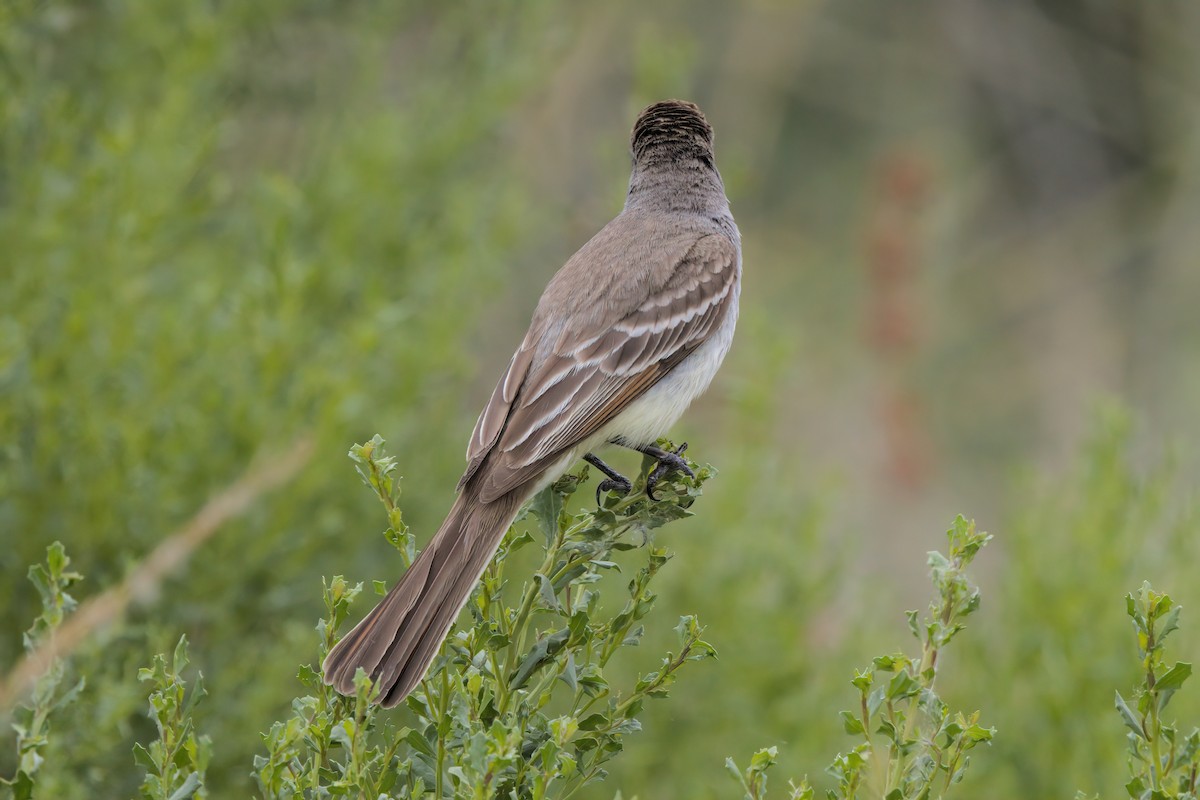 Ash-throated Flycatcher - ML638300031